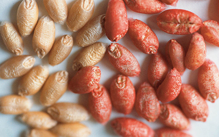 Pale brown untreated seeds and red treated seeds.